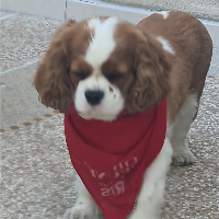 Membre Willamette40417