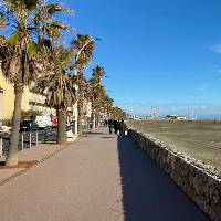 Membre Procyon971445