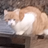 Membre BepiColombo559733