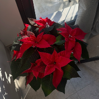 Membre Procyon184467